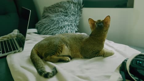 cat lying on a sofa near a laptop