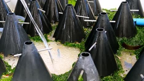 Emptied-tank-with-abalone-spat-and-black-cone-shaped-housings-being-cleaned