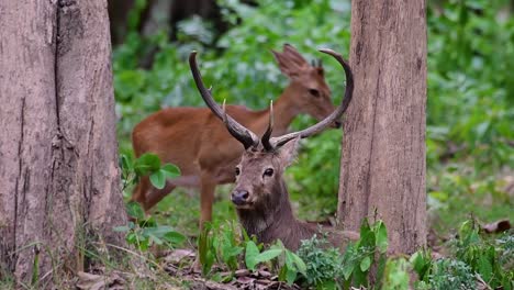 El-Ciervo-Del-Campo-Es-Una-Especie-En-Peligro-De-Extinción-Debido-A-La-Pérdida-De-Hábitat-Y-La-Caza