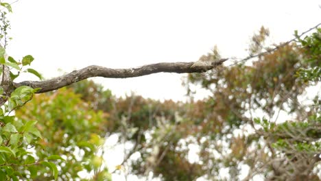 small brown bird looking very fast from left to right and jumped away on a windy day in the forest of costa rica