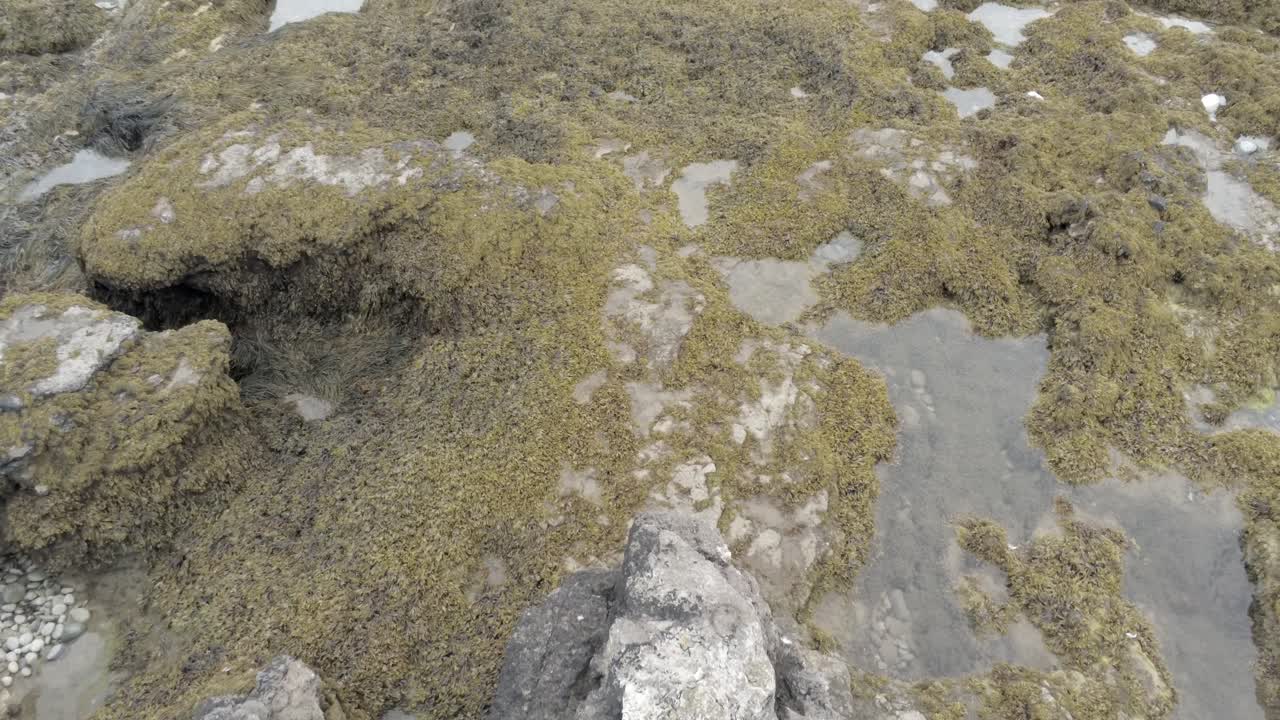 vista aérea de pájaro sobre algas rocosas costa roca piscina paisaje ángulo bajo hacia adelante