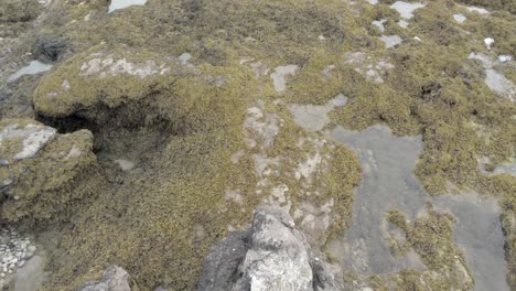 Vista-Aérea-De-Pájaro-Sobre-Algas-Rocosas-Costa-Roca-Piscina-Paisaje-ángulo-Bajo-Hacia-Adelante