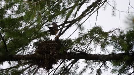 Mother-robin-feeding-the-baby-birds-in-a-nest