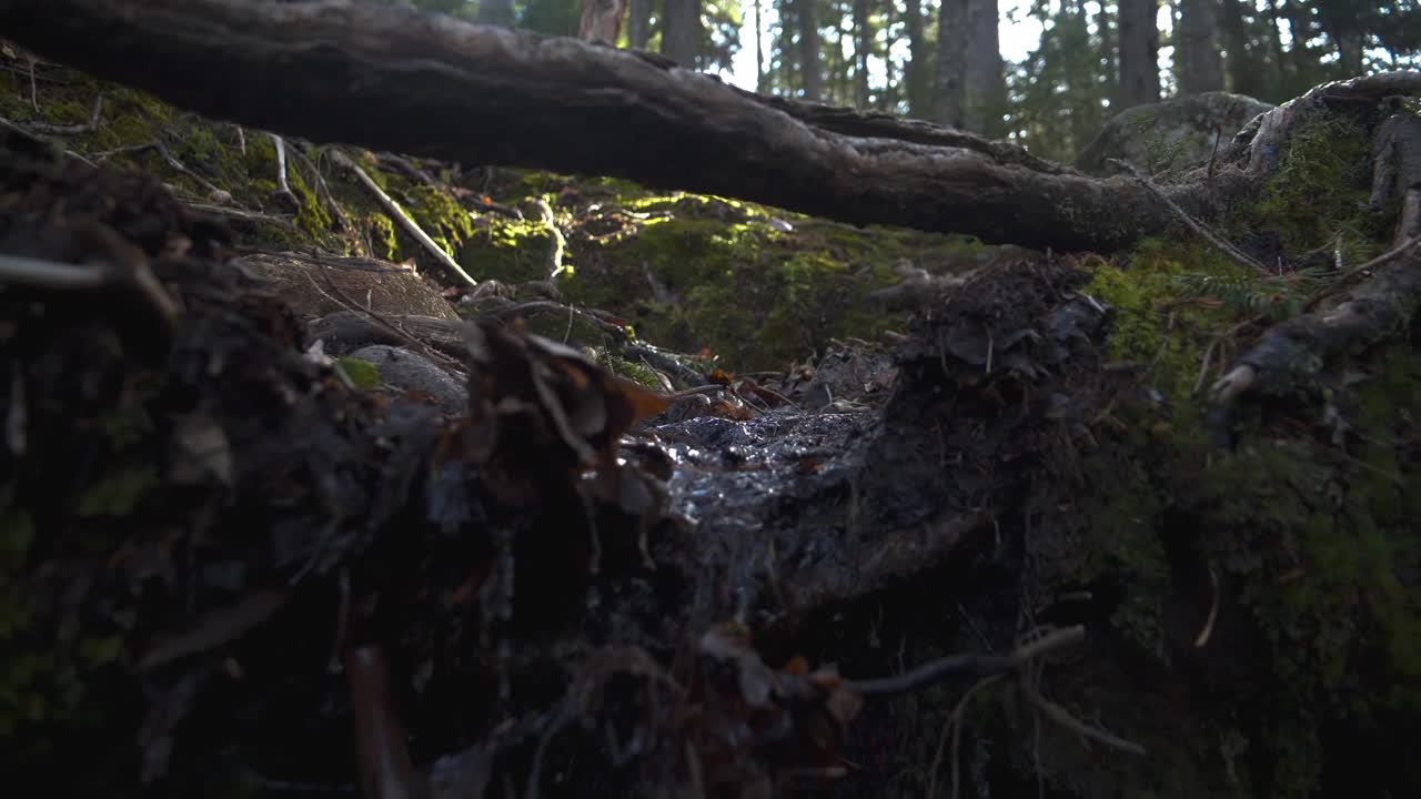 뉴햄프셔의 마운트 잭슨에서 흐르는 물과 함께 뿌리를 뽑습니다.