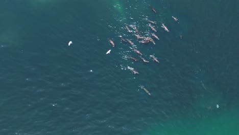 aerial shot overhead a group of sea lions swimming around in the tropical ocean