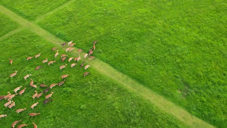 deers grazing in phoenix park, dublin, ireland