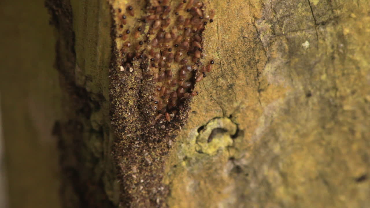 Tiny termites swarm over aged wood — nature's slow reclaim in the jungle’s humidity.