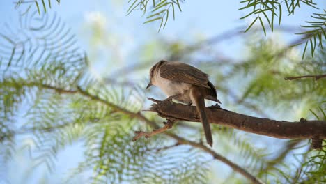 Marico-Flycatcher-struggles-to-stand-on-acacia-tree-branch-blowing-in-wind,-side-view