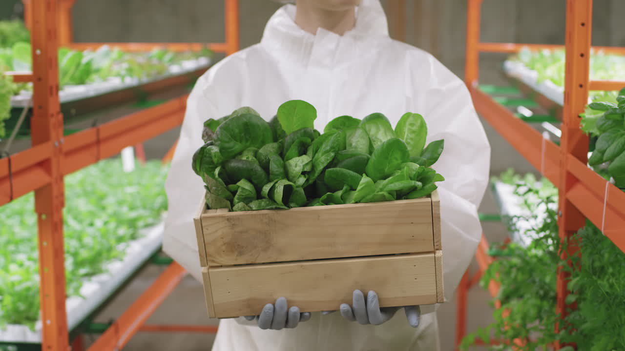 Greenhouse Worker Carrying Box Of Spinach Seedlings