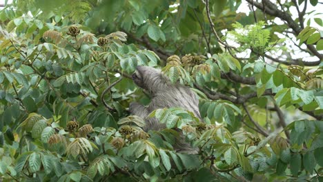 rainforest sloth looking around calmly