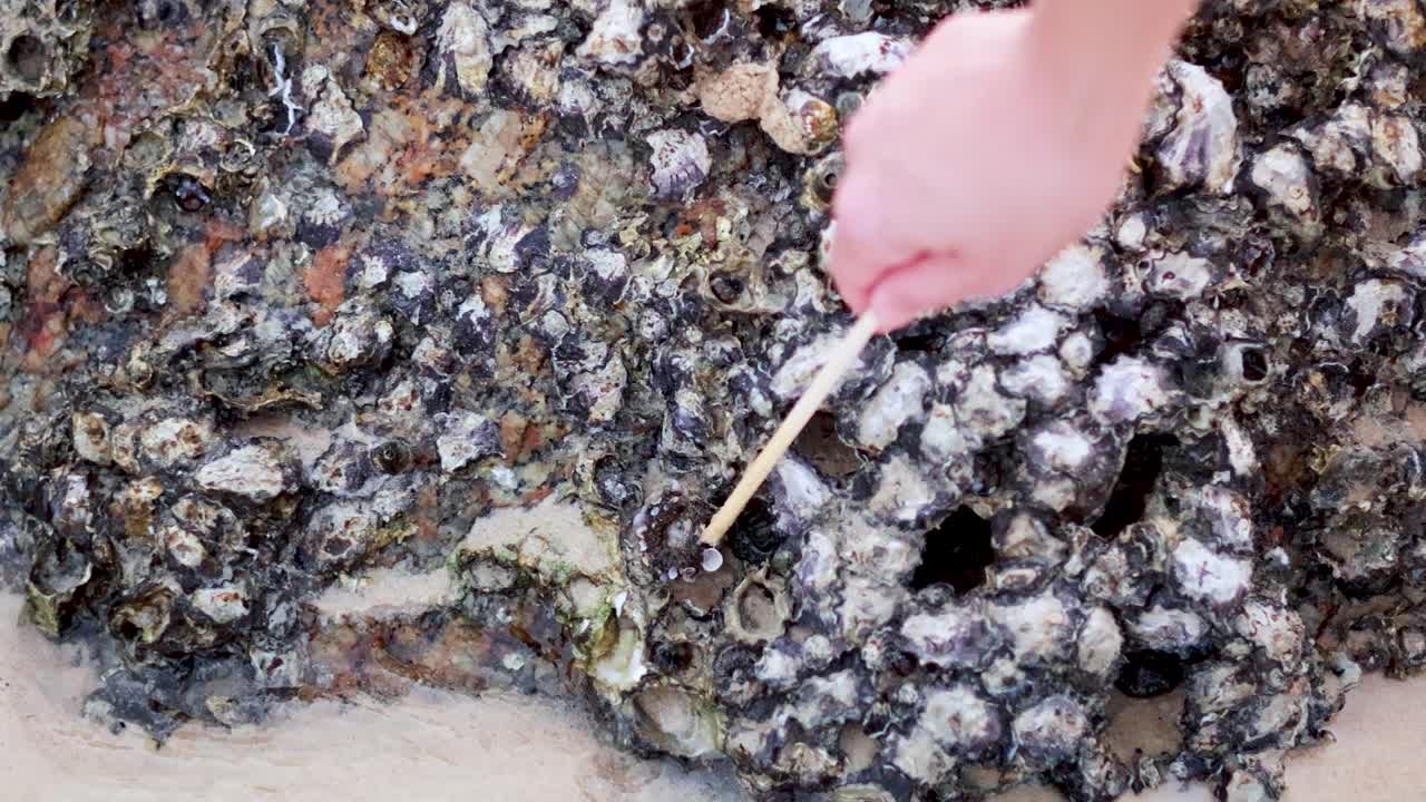 A hand uses a stick to examine barnacles on a rocky surface at Karon Beach, Phuket. Natural lighting highlights textures