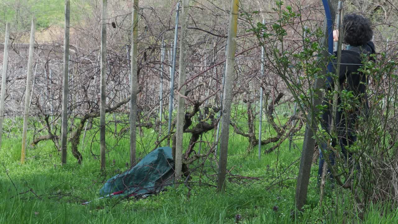 Caucasian fit woman farmer prune upper grapevine canes in a dormant vineyard, standing next to green garden sack filled with branches, real time, static frame, seasonal agricultural work