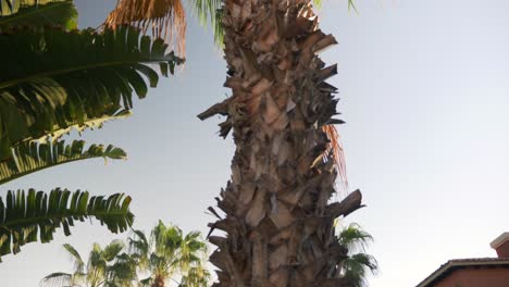 cabo holiday destination tropical leafy palm tree tilt to sunshine paradise sky