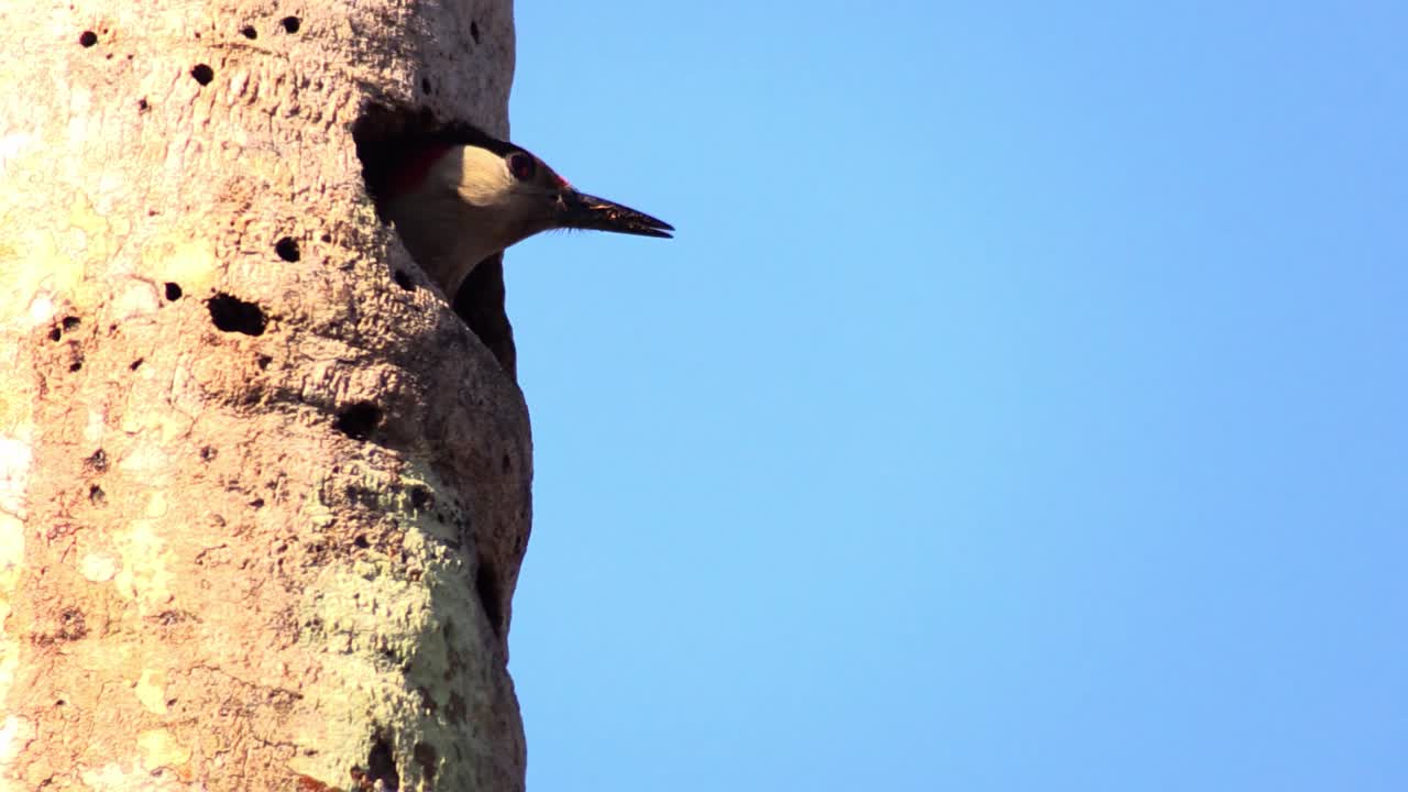 el hermoso pájaro carpintero indio occidental en su nido en un árbol