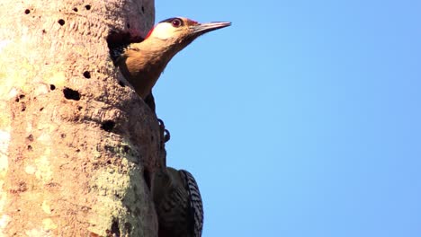 the beautiful west indian woodpecker in its nest in a tree