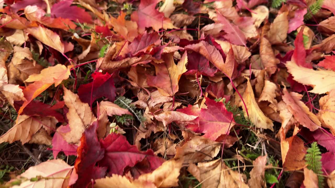 Le foglie d'autunno sul terreno