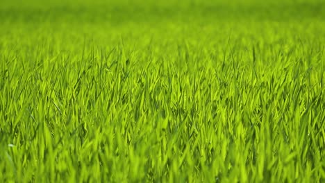 Young large green stalks of wheat. Agricultural field of fresh grass. Sunny day