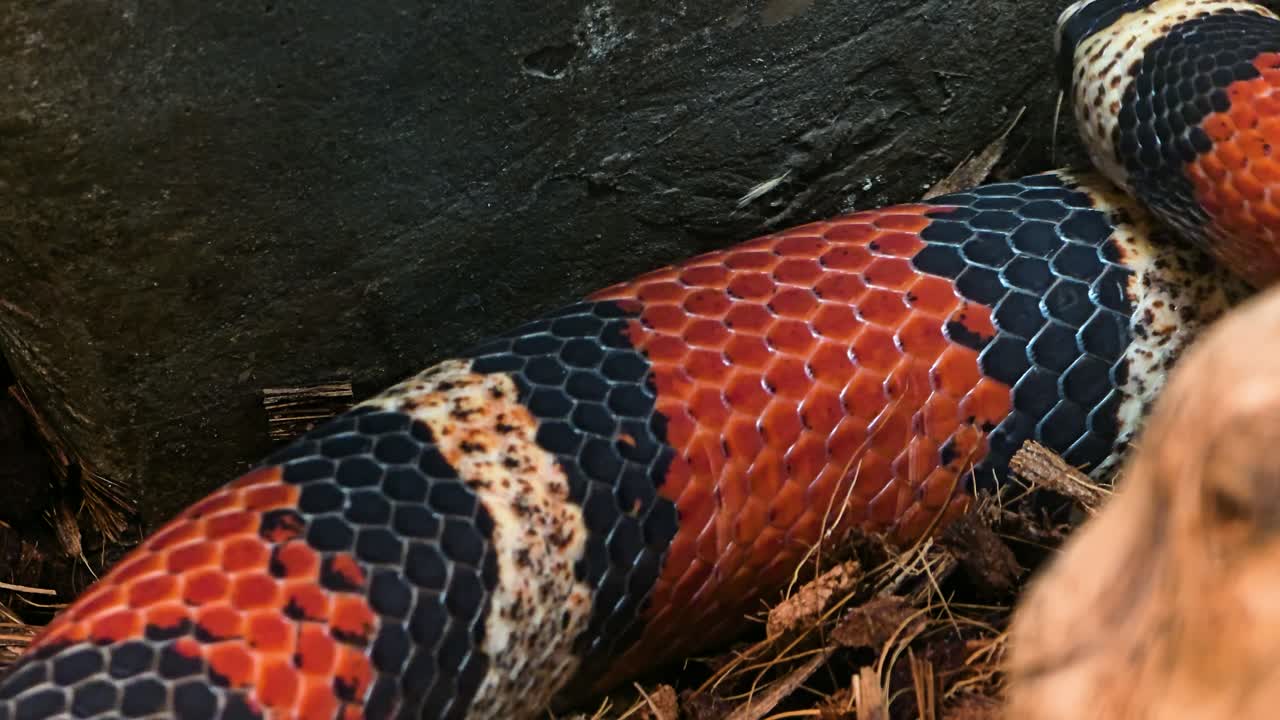 Extreme close-up macro shot of a colorful milk snake flicking its forked tongue to taste the air and smell its surroundings in a terrarium