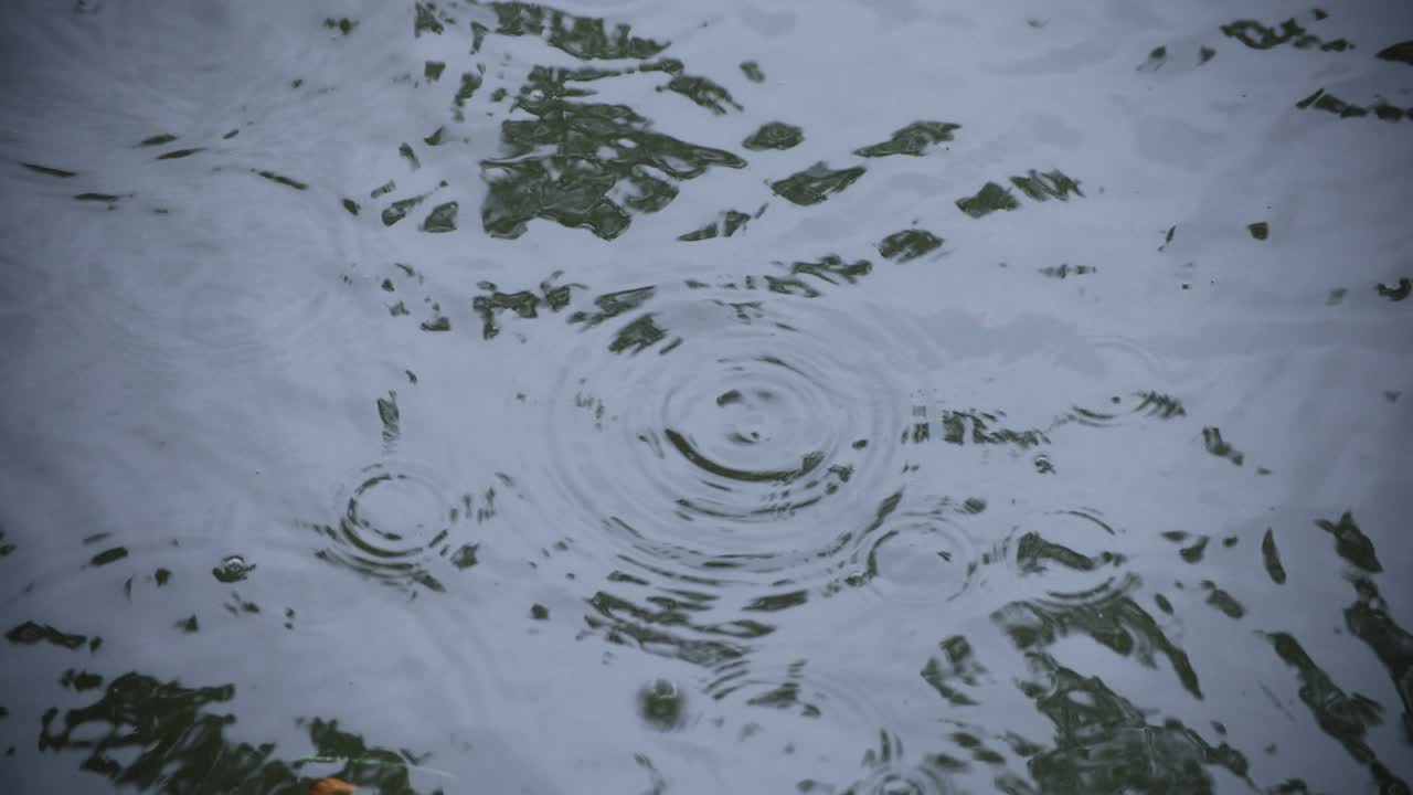 물속의 방울의 느린 움직임 연못의 비가 오는 날 클로즈업