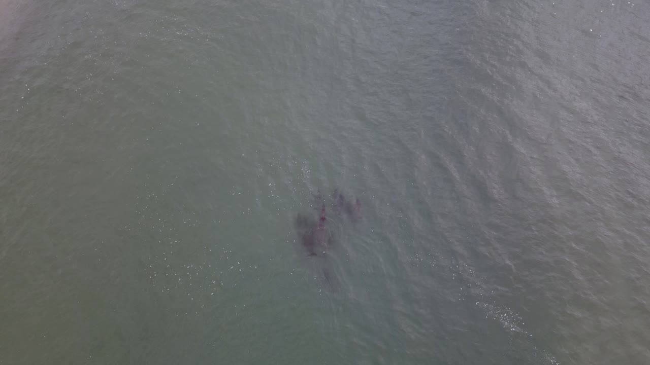 일출 때 해변 가까이에서 순항하는 돌고래 무리, 호주 핑갈 비치