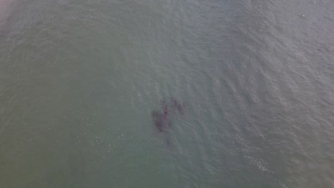 un grupo de delfines navegando cerca de la playa al amanecer, fingal beach nsw australia