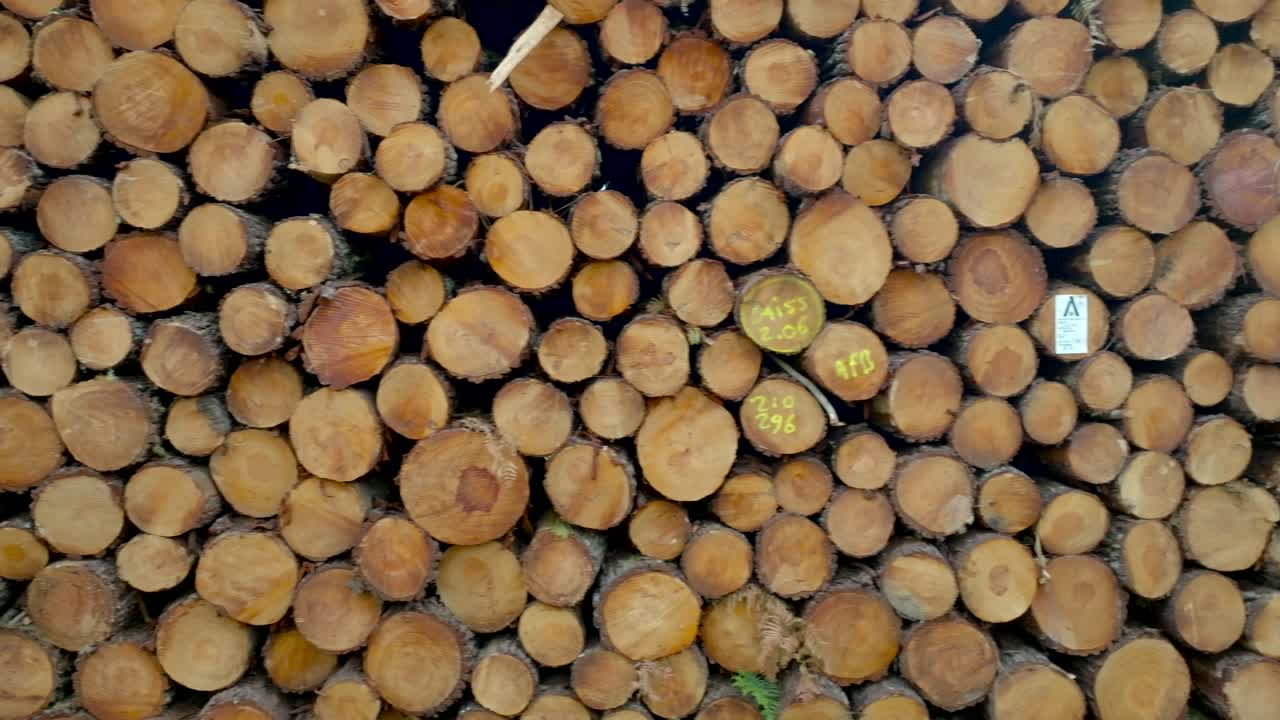 troncos de pinos bien apilados, el impacto de la deforestación y la industria pesada en el sistema ecológico global