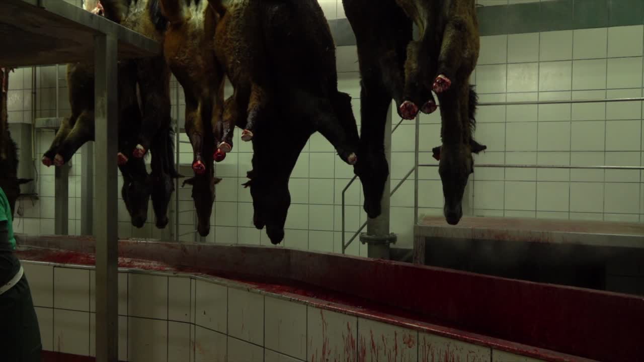 Hanging and dead horses bleeding on cutting chain