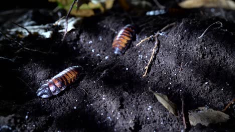 halloween concept. madagascar hissing cockroach in the night forest