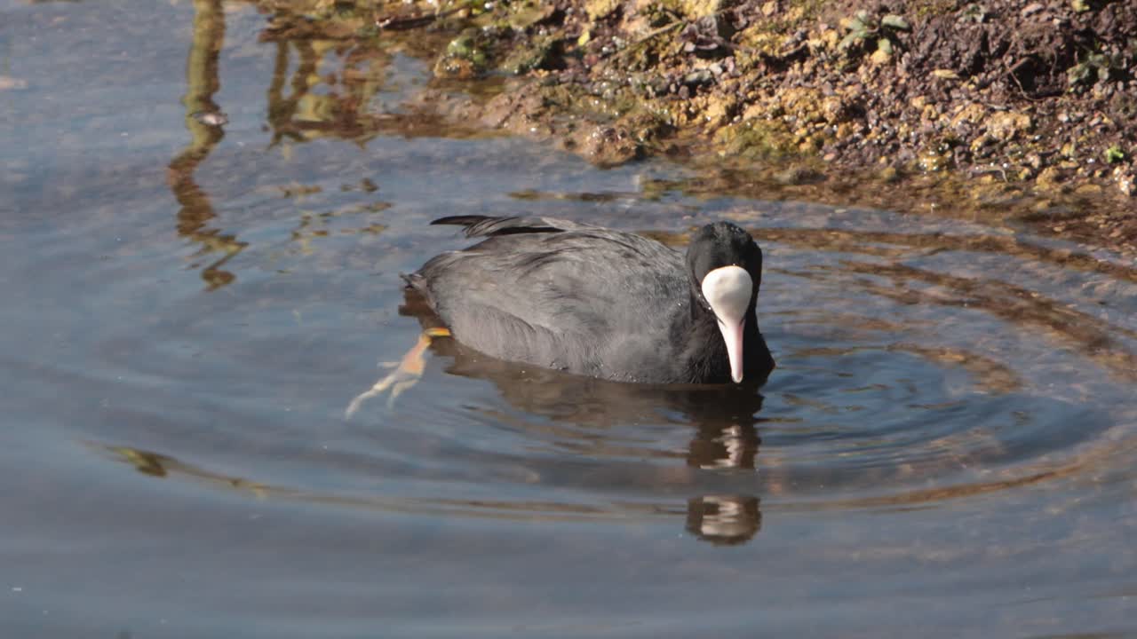 Una folaga, Fulica atra, mentre si nutre al bordo di uno stagno. Primavera. Regno Unito.