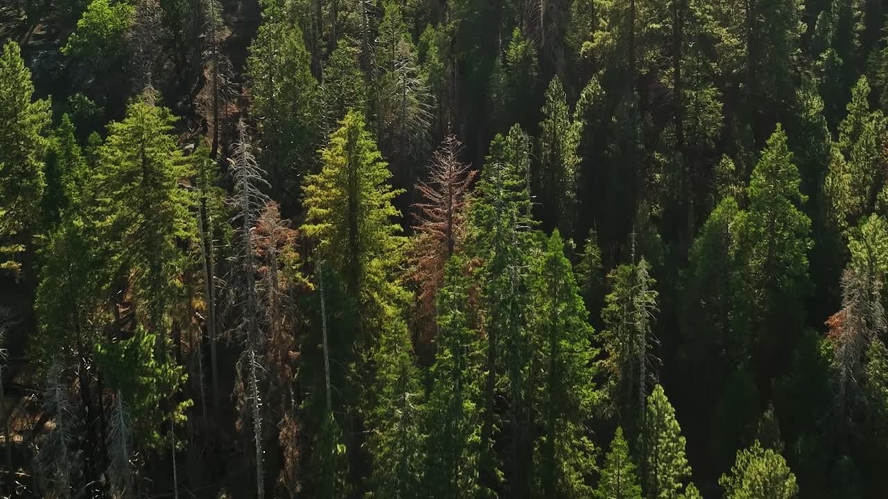 La chioma della foresta vista dall'alto mostra la diversità degli alberi negli USA