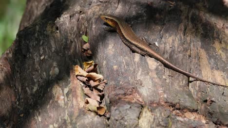 facing to the left trying to go away to the back as it breathes on the log, common sun skink eutropis multifasciata, thailand