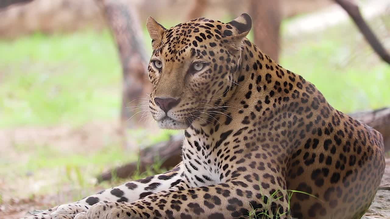 cerrar video de leopardo indio, mirando algo, lamiendo, en escarcha
