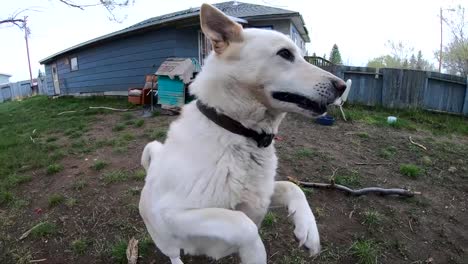 SLOW-MOTION---White-Husky-dog-running-and-jumping-for-a-stick-in-the-back-yard-of-a-home