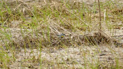 Western-Kingbird,-bird-hops-around-grass-thicket,-looking-for-food