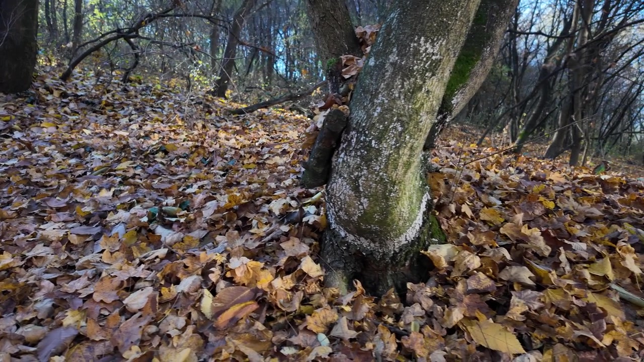 Forest tree trunk surrounded by fallen autumn leaves