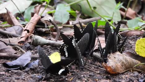 grupo de mariposas en el lago uhd mp4 4k