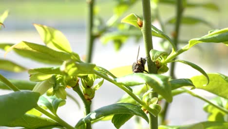 Una-Mosca-Se-Limpia-Y-Camina-Sobre-Una-Planta-Verde