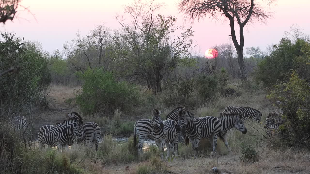 cebras bebiendo en un pozo de agua al atardecer en el parque nacional africano sabana kruger