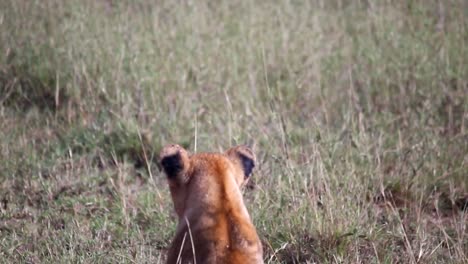 Toma-Constante-De-Un-Cachorro-De-León-Desde-Atrás,-Ajustando-Las-Orejas-En-La-Hierba-Alta