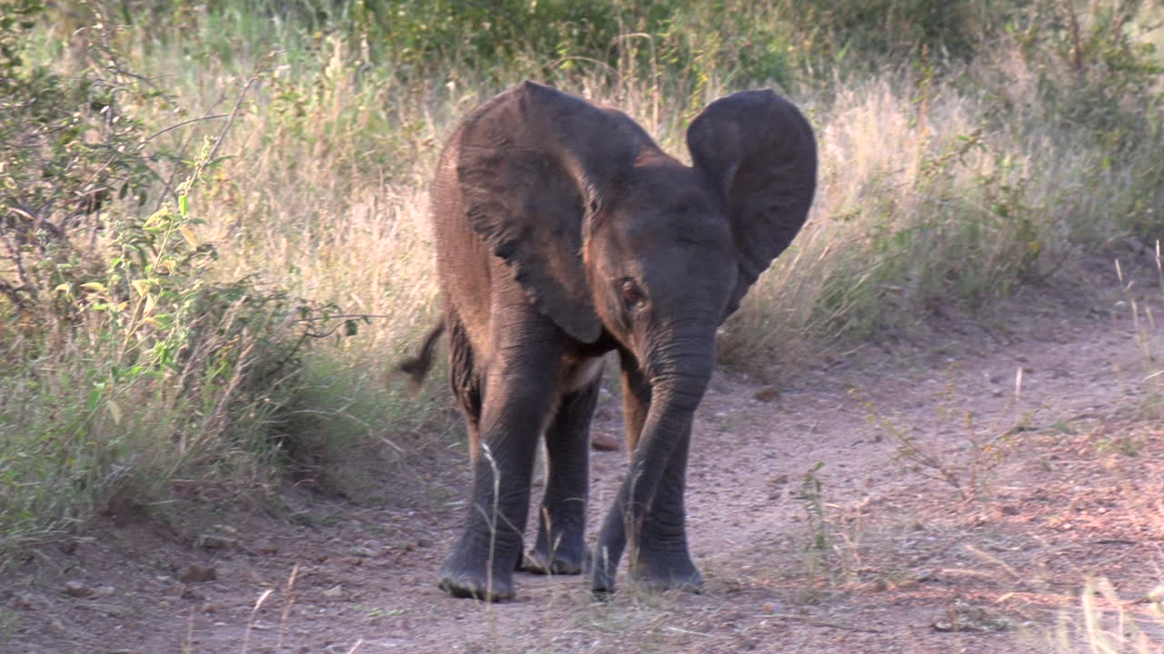 vista cercana de una pequeña cría de elefante caminando por un camino de tierra y hierba alta