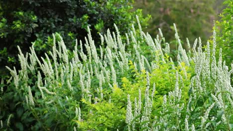 lush green garden with blooming flowers