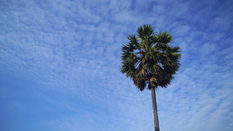 palm tree with beautiful blue sky and clouds