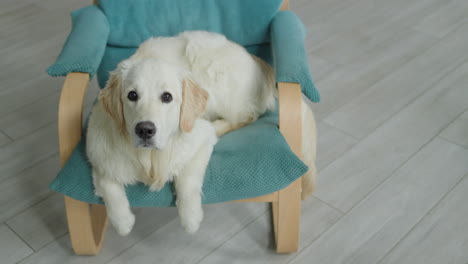 golden retriever relajándose en una silla