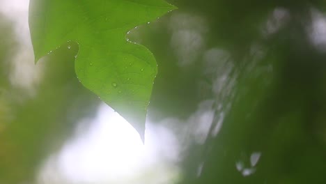 Primer-Plano-Tropical-De-Hoja-Ancha-Cubierto-De-Gotas---Monzón-De-Bangladesh