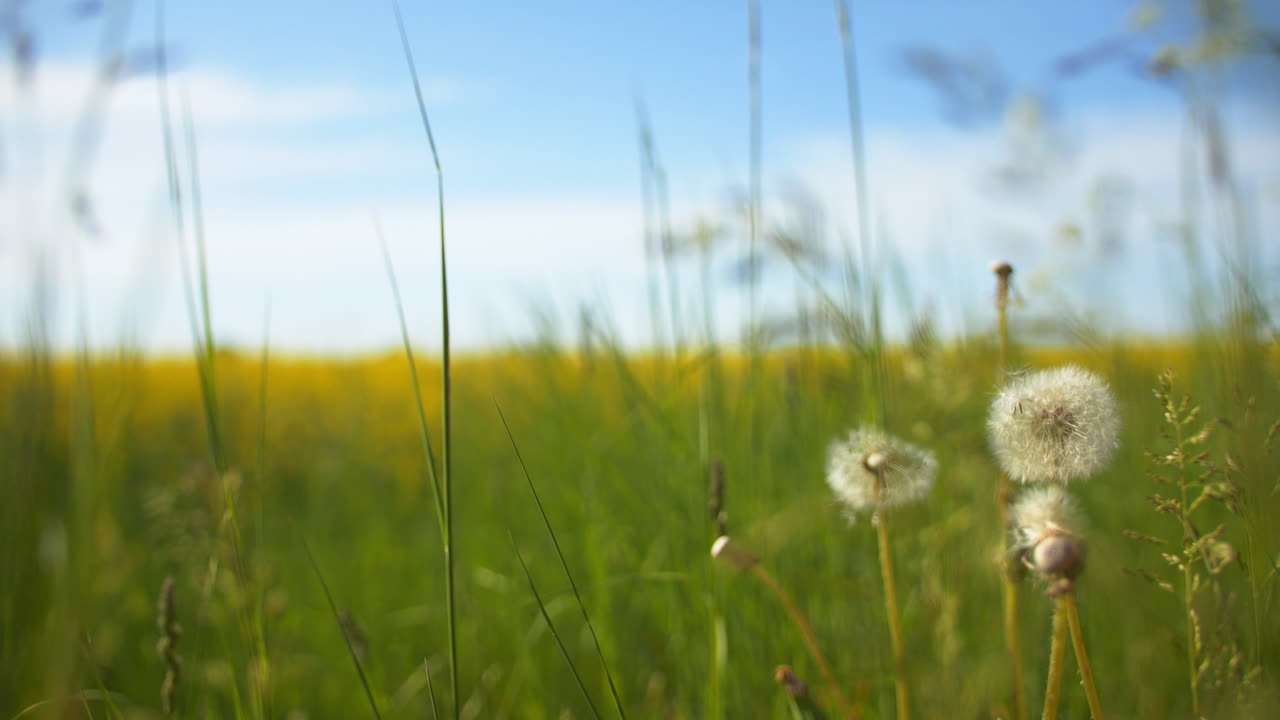 Dandelion close up with a rapsmark behind