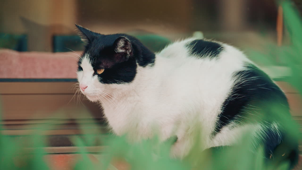 A black and white cat sitting on a bench outdoors, looking directly at the camera with striking yellow eyes