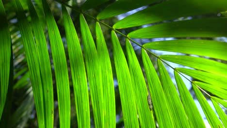 hoja de palma verde bailando a la luz