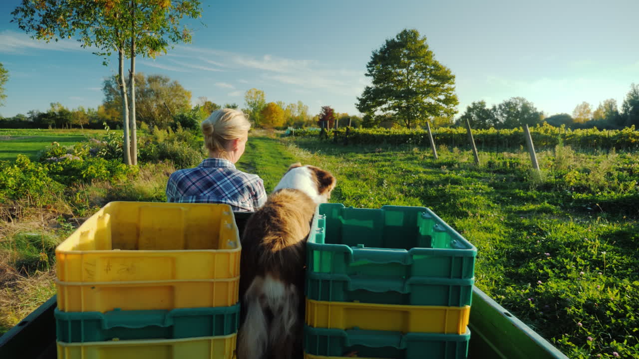 작은 트랙터를 탄 여성 농부가 개 옆에 있는 농장을 따라 타고 있습니다.