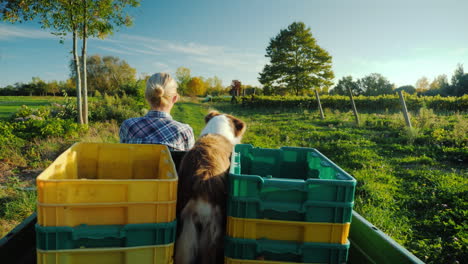 a female farmer on a small tractor rides along her farm beside her her dog