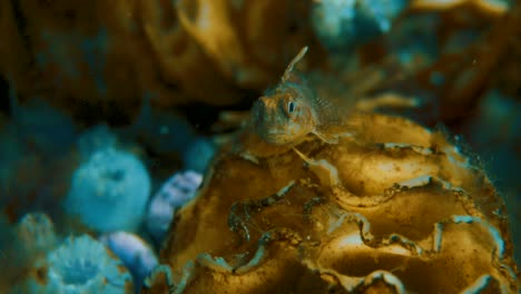 Ein-Junger-Zarter-Brauner-Steinfisch,-Der-Auf-Einer-Koralle-In-Buceo-Con-Pablo-Ruht---Nahaufnahme